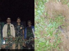 ಬೆಳಾಲು ಮುಖ್ಯ ರಸ್ತೆಯಲ್ಲಿ ಕಾಡಾನೆ ಪ್ರತ್ಯಕ್ಷ; ಬೈಕ್ ಸವಾರ ಅಪಾಯದಿಂದ ಪಾರು, ಅರಣ್ಯ ಇಲಾಖೆಯಿಂದ ಕಾರ್ಯಾಚರಣೆ