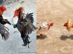 ಬೆಳ್ತಂಗಡಿ: ಕೋಳಿ ಅಂಕದ ಮೇಲೆ ಪೊಲೀಸರ ದಾಳಿ – ಐವರು ವಶಕ್ಕೆ
