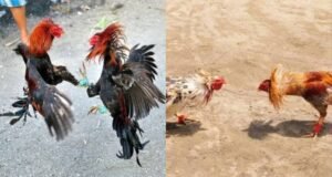 ಬೆಳ್ತಂಗಡಿ: ಕೋಳಿ ಅಂಕದ ಮೇಲೆ ಪೊಲೀಸರ ದಾಳಿ – ಐವರು ವಶಕ್ಕೆ