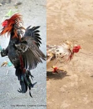 ಬೆಳ್ತಂಗಡಿ: ಕೋಳಿ ಅಂಕದ ಮೇಲೆ ಪೊಲೀಸರ ದಾಳಿ – ಐವರು ವಶಕ್ಕೆ