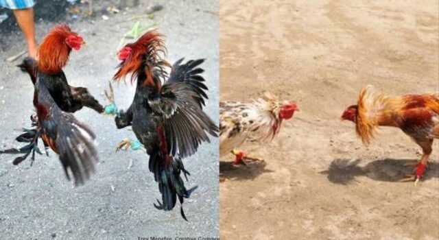 ಬೆಳ್ತಂಗಡಿ: ಕೋಳಿ ಅಂಕದ ಮೇಲೆ ಪೊಲೀಸರ ದಾಳಿ – ಐವರು ವಶಕ್ಕೆ