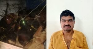 ಪುತ್ತೂರು ಅಕ್ರಮ ದನ ಸಾಗಾಟ ಪತ್ತೆ;ಮಾರಾಟ ಮಾಡಿದಆರೋಪ ವ್ಯಕ್ತಿ ಬಂಧನ