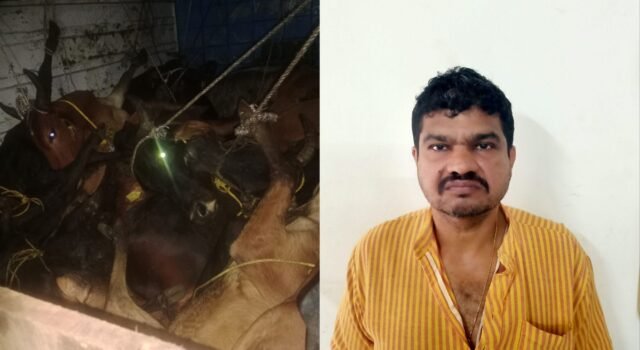 ಪುತ್ತೂರು ಅಕ್ರಮ ದನ ಸಾಗಾಟ ಪತ್ತೆ;ಮಾರಾಟ ಮಾಡಿದಆರೋಪ ವ್ಯಕ್ತಿ ಬಂಧನ